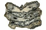 Mammoth Molar Slice With Case - South Carolina #335128-1
